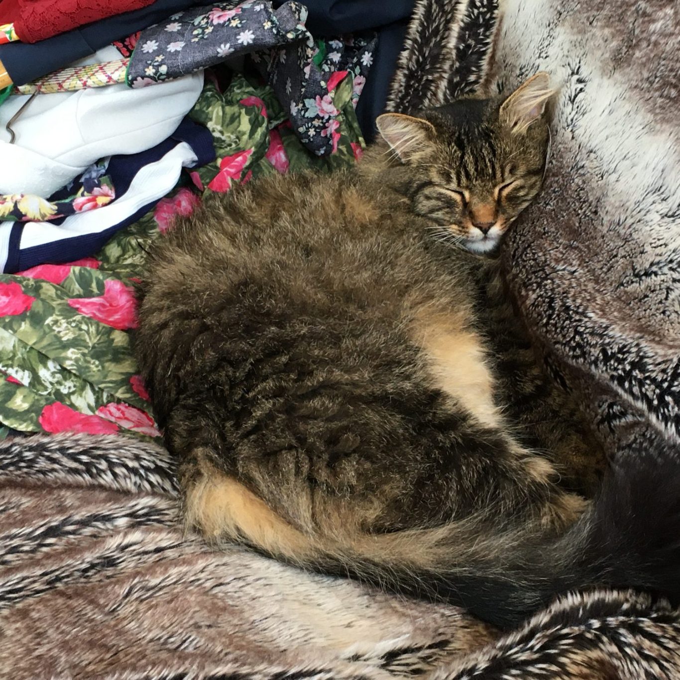 Kiba neben Kleidung für den Shop